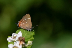 David Plant Photography - Wildlife Photography - White letter hairstreak - N
